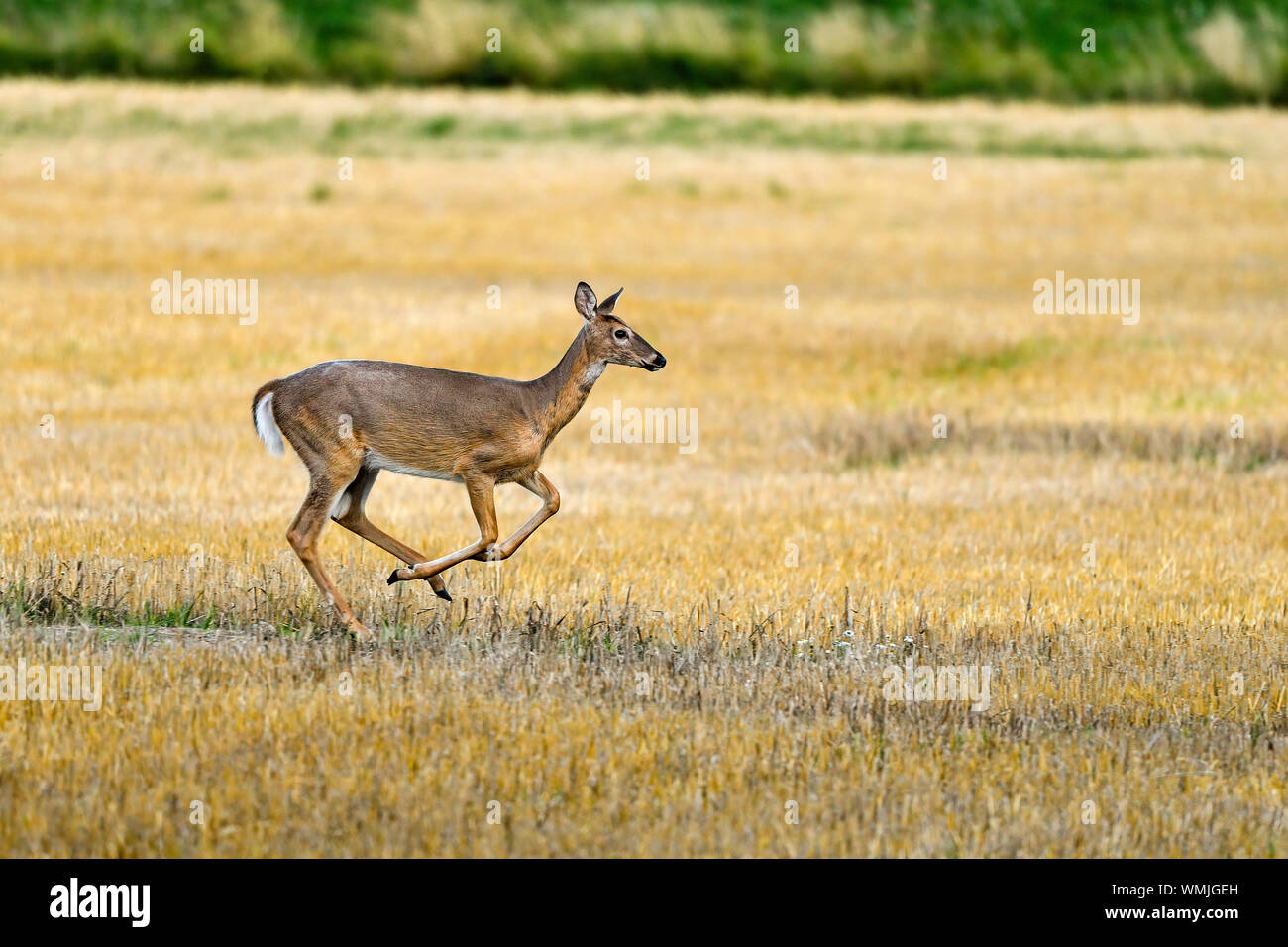 White-tailed deer è in esecuzione attraversare il campo. Foto Stock