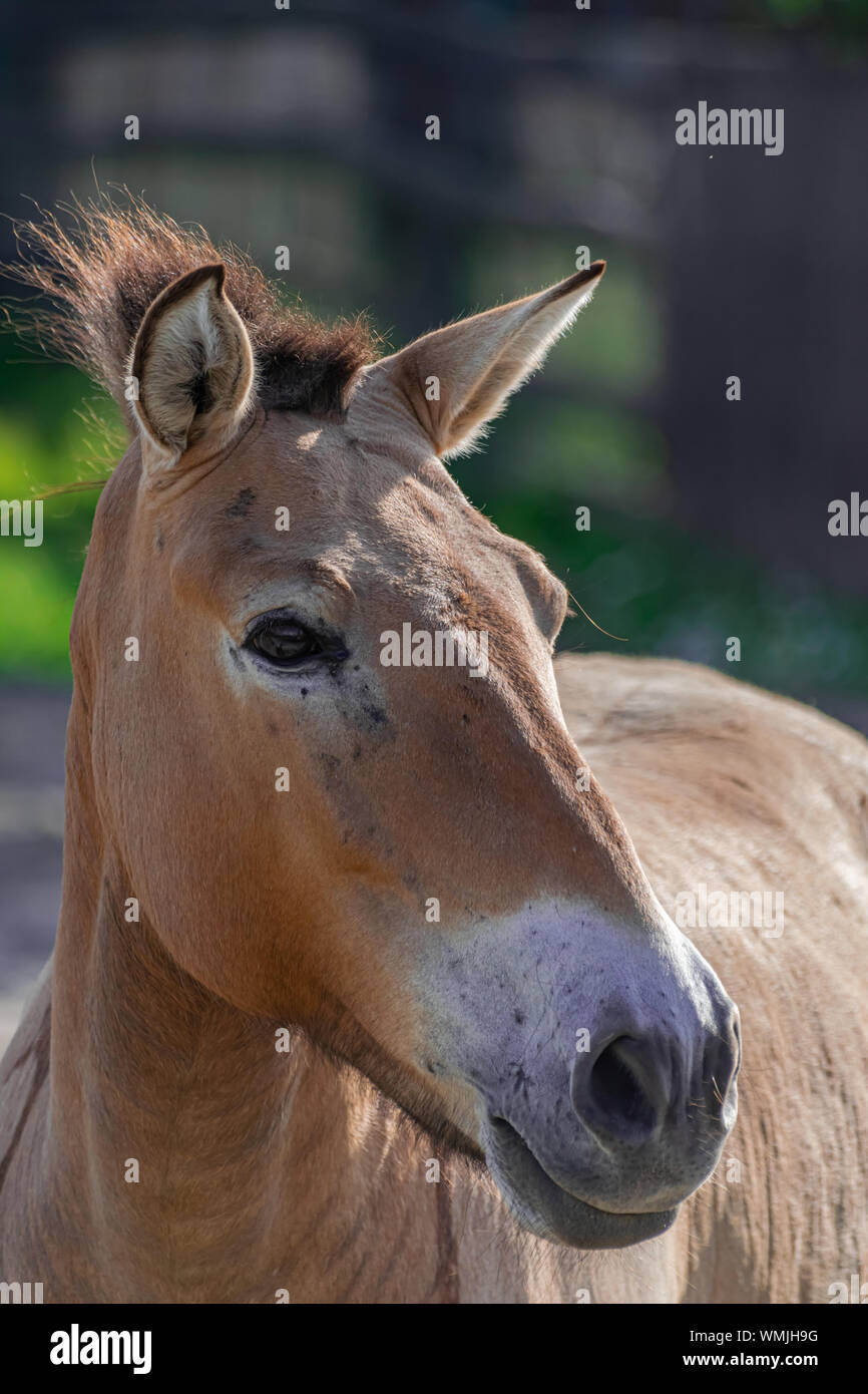Cavallo di Przewalski ritratto di testa (Equus ferus przewalskii) con luce del sole del pomeriggio Foto Stock