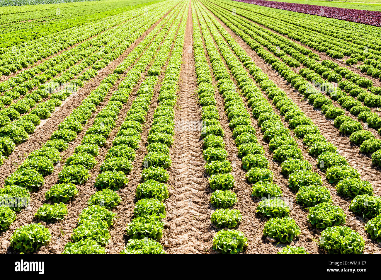 Righe di verde foglia di quercia le lattughe coltivate in campo aperto sotto un sole splendente nei sobborghi di Parigi, Francia. Foto Stock