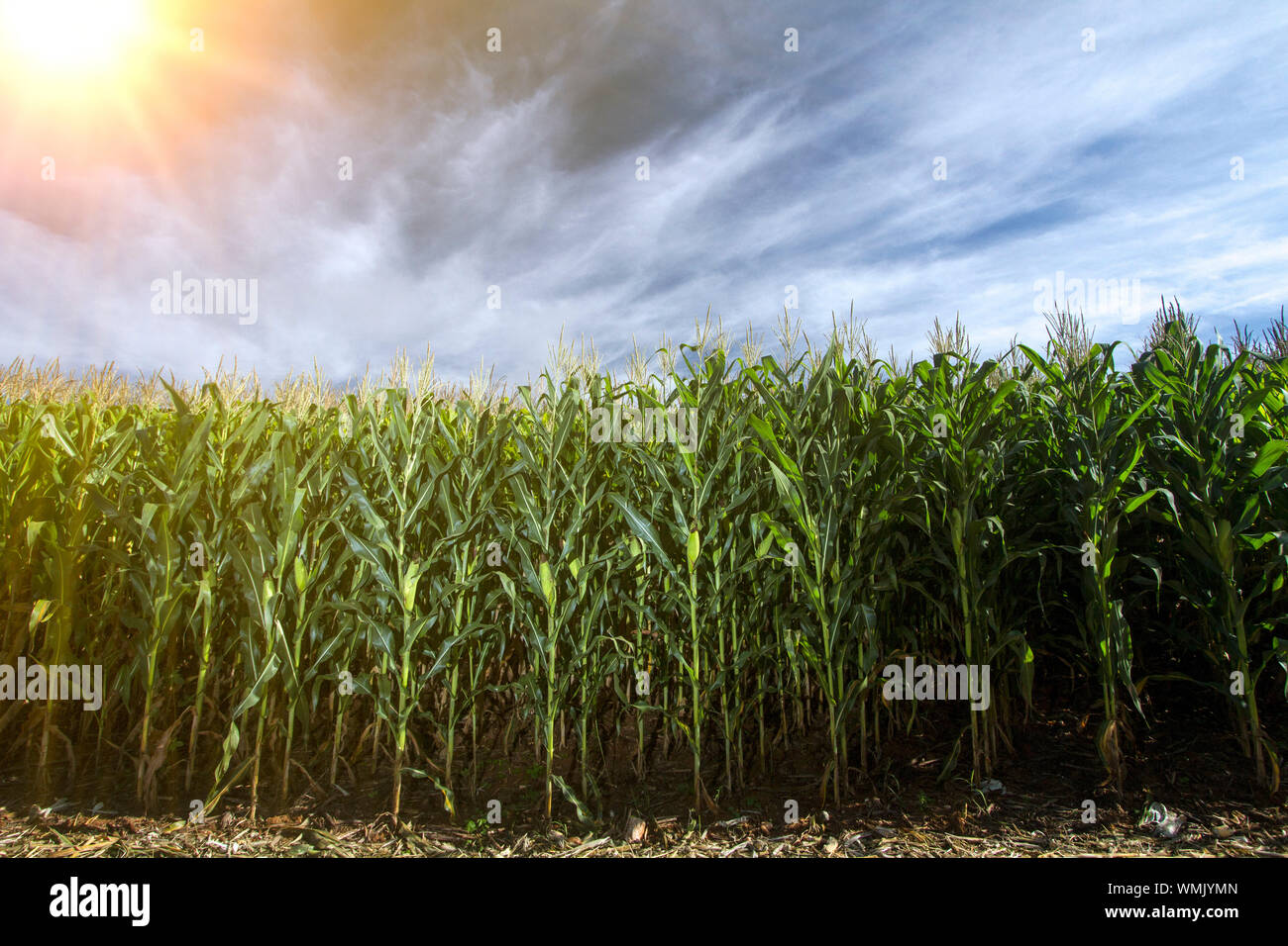 Mais - vista da una fattoria di mais - mais agricoltura - cornfield Foto Stock