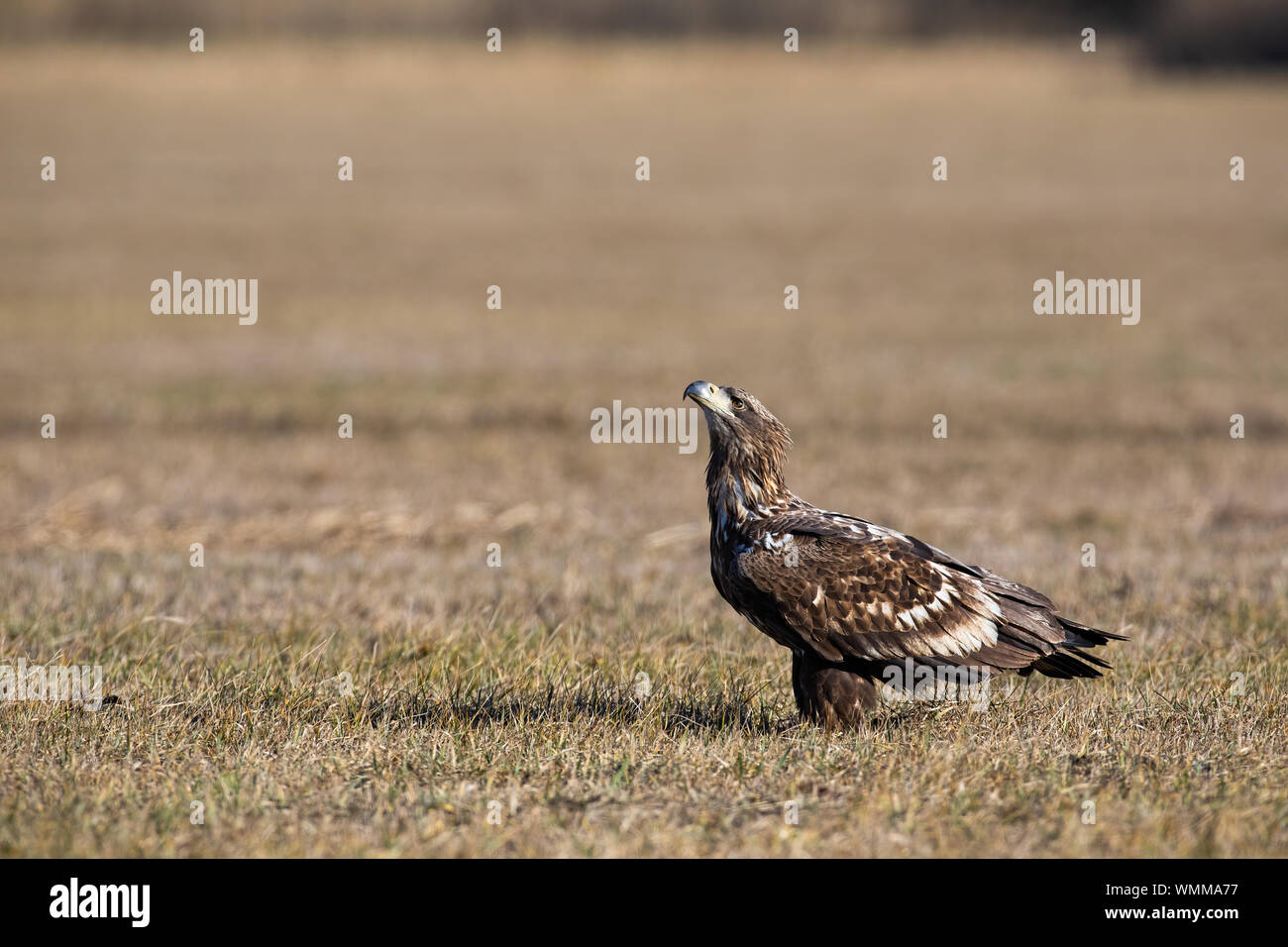 Young white-tailed eagle seduto su un prato con erba secca in inverno. Foto Stock