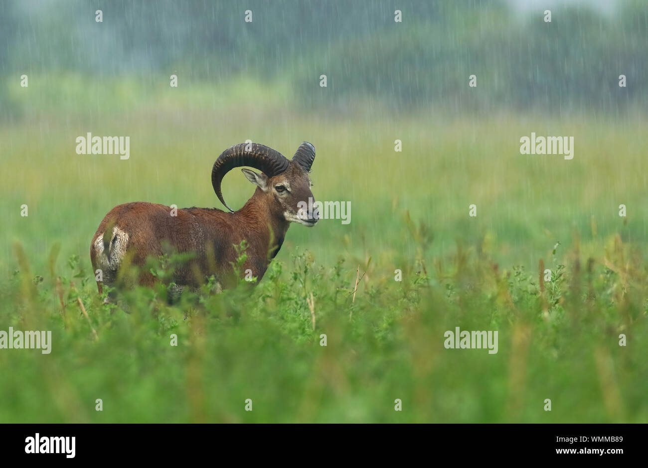 Muflone, Ovis musimon, su un campo di pioggia in estate Foto Stock