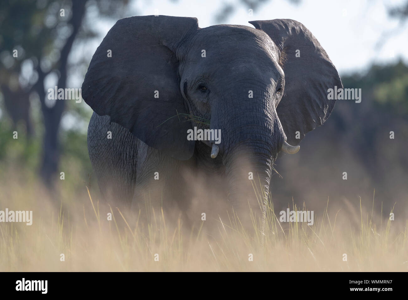 Immagine a livello di massa di un elefante cercando nella nostra direzione Foto Stock