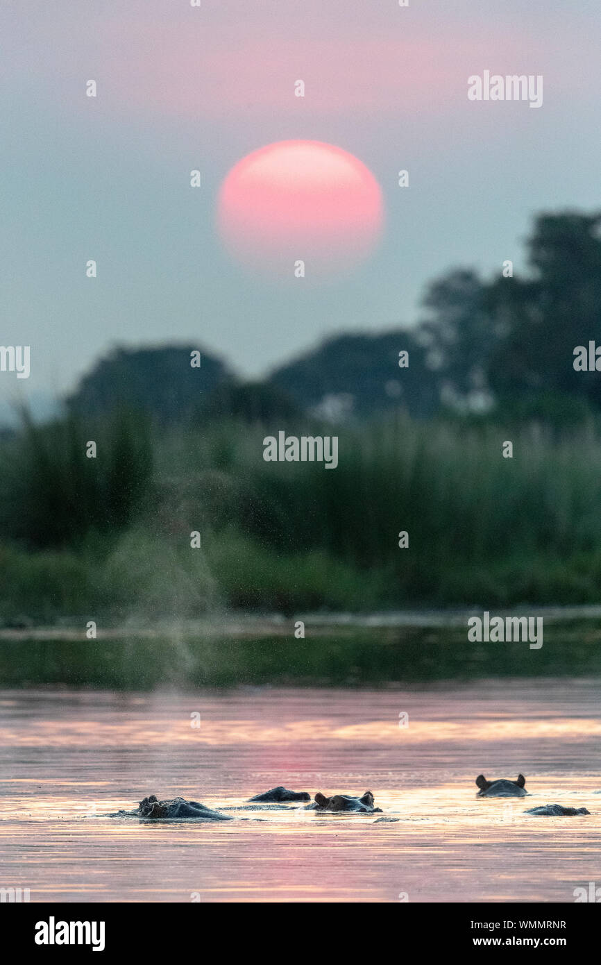Gruppo di ippopotami in acqua al tramonto Foto Stock