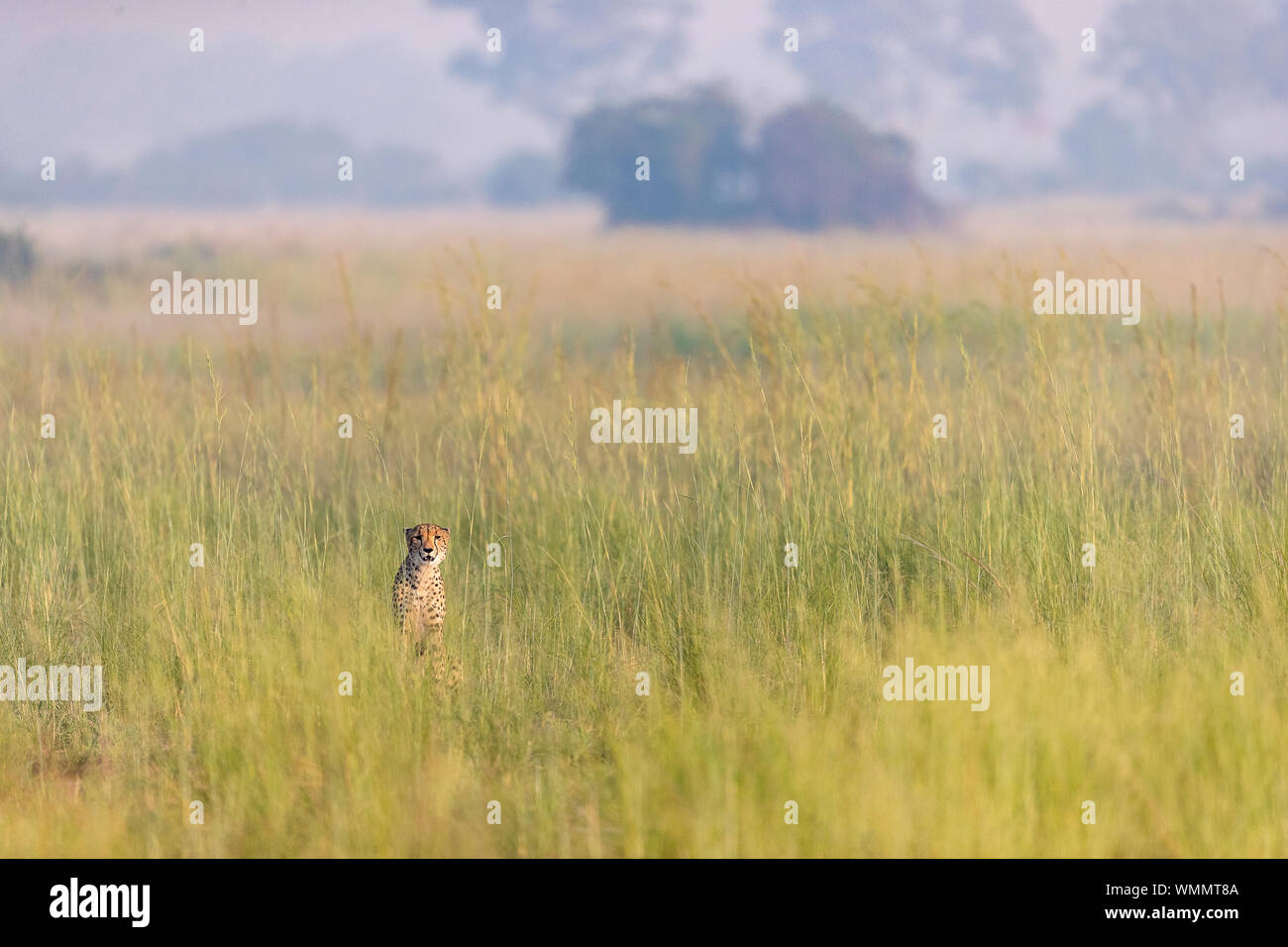 Un ghepardo è seduto in erba alta Foto Stock