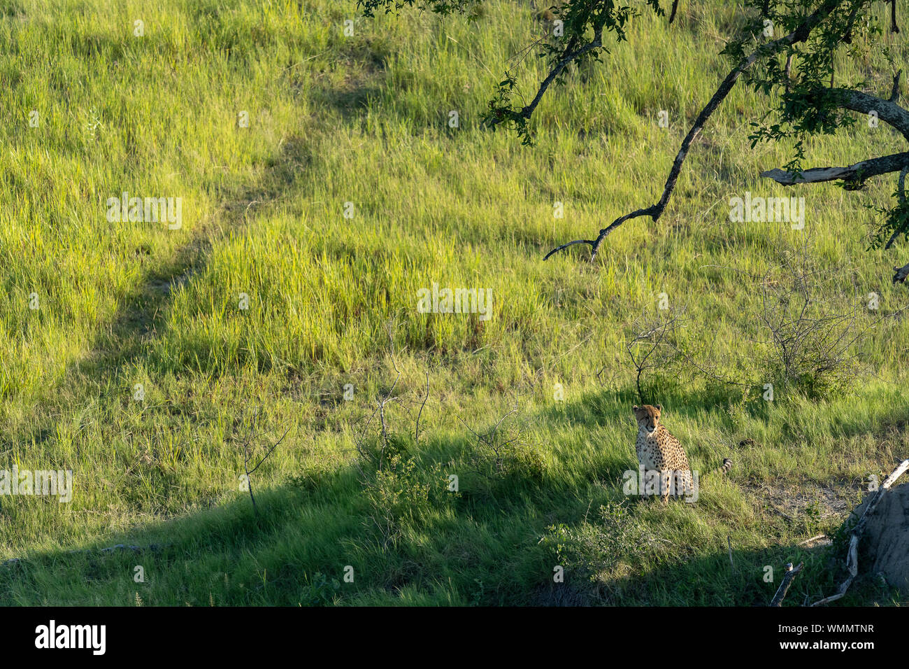 Cheetah scrutare i dintorni da un cumulo di terra Foto Stock