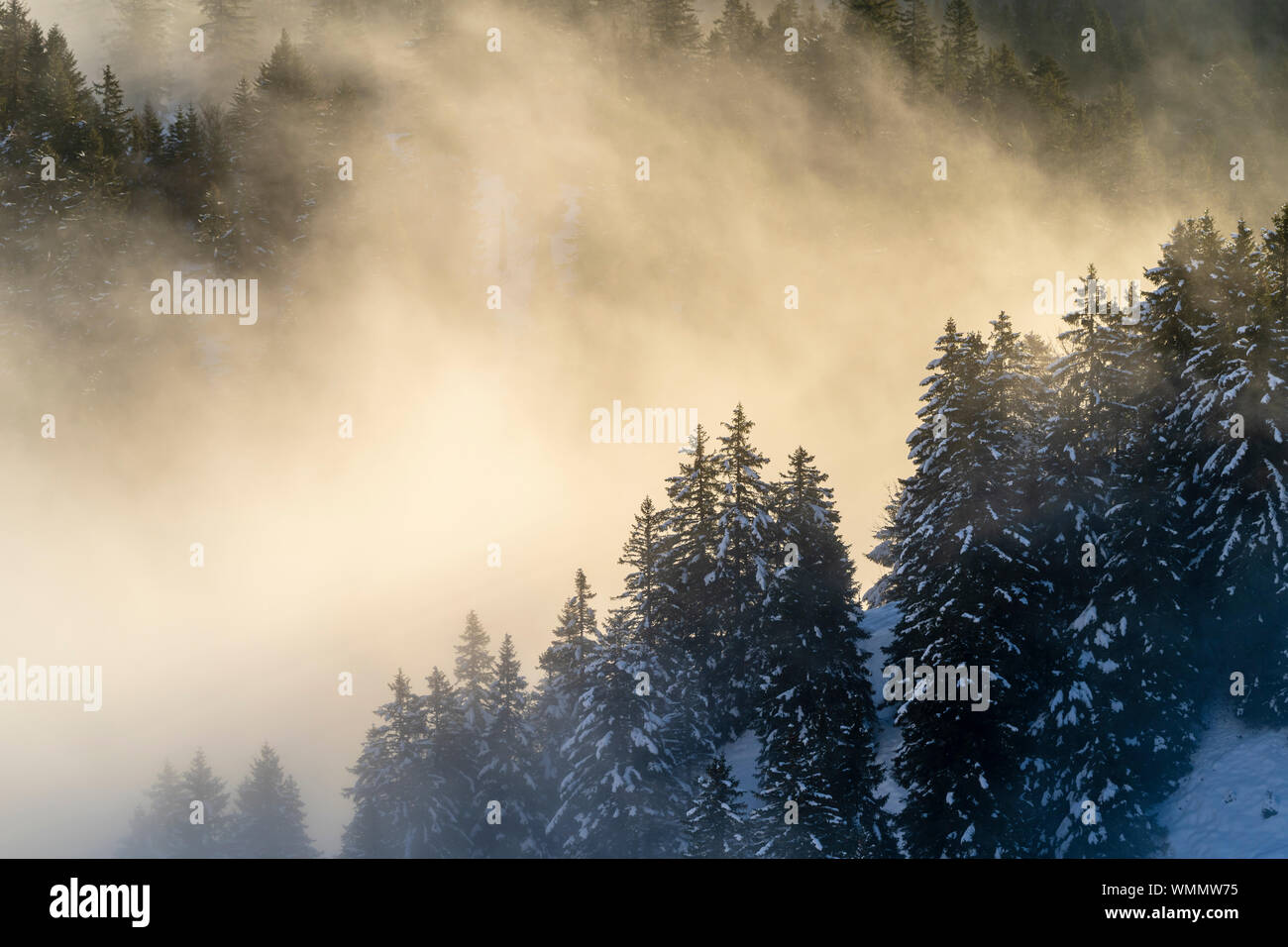 Alberi innevati su una collina al mattino luce dorata, immerso nella nebbia Foto Stock