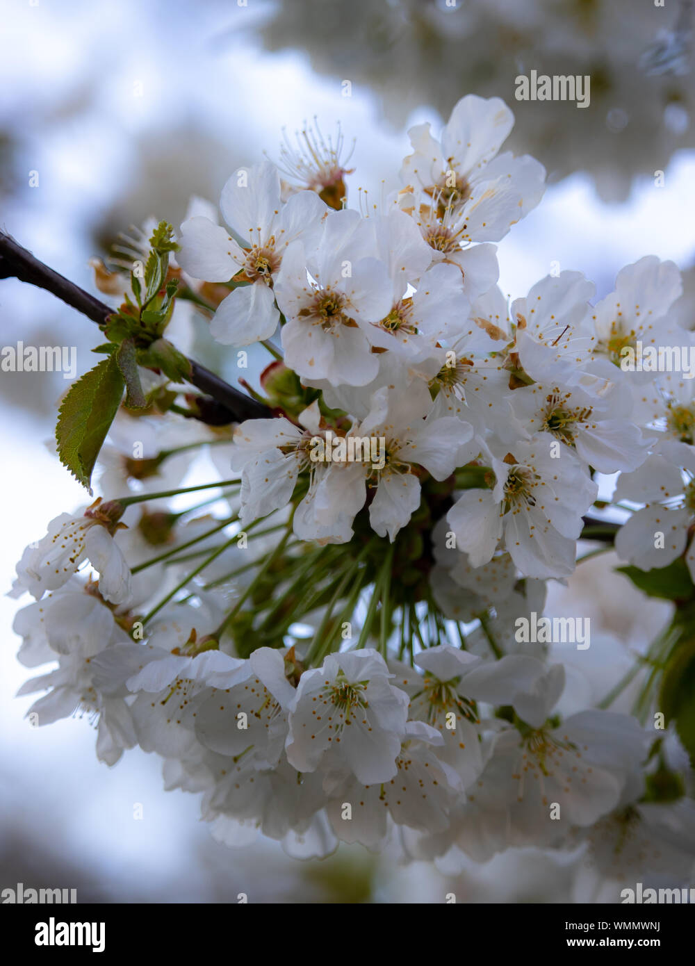 Closeup cherry wedding fiori bianchi Foto Stock