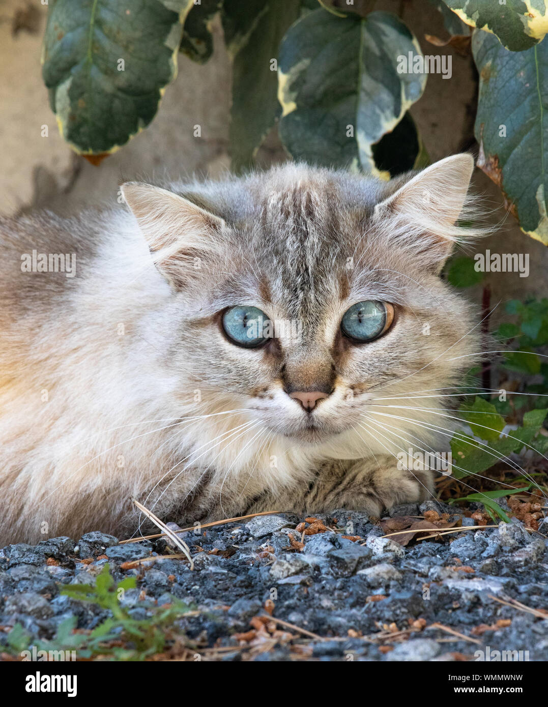 Gatto femmina con occhi bluesky Foto Stock