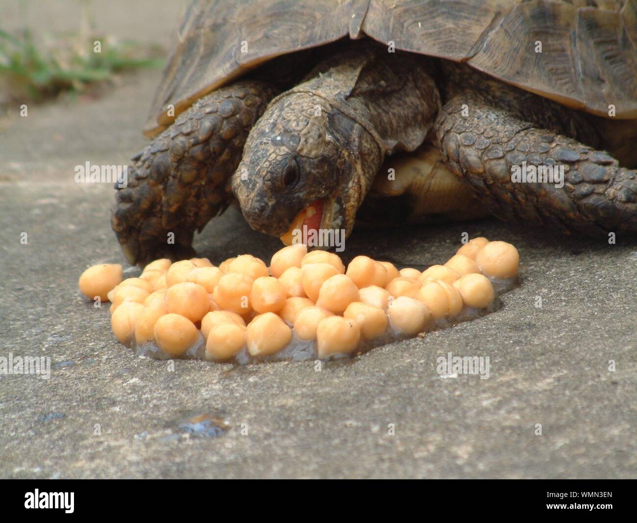 Tartaruga mangiare sulla strada Foto Stock