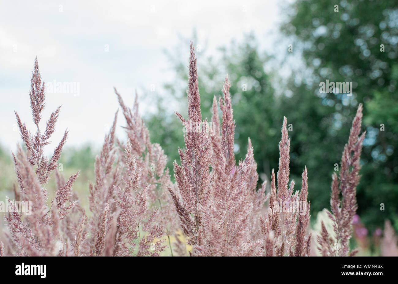 Close up red feather reed, erba ornamentale in un campo Foto Stock