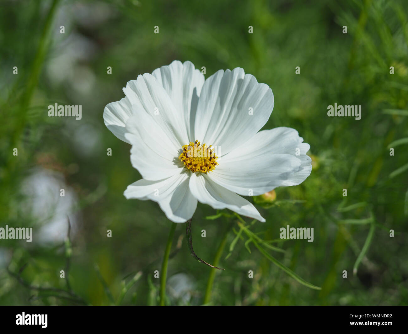 Primo piano di un bel bianco Cosmo fiore in un giardino Foto Stock