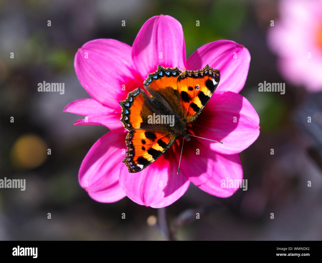 Piccola tartaruga butterfly (Aglais urticae) su una rosa Fiore Dahlia in un giardino dello Yorkshire, Inghilterra Foto Stock