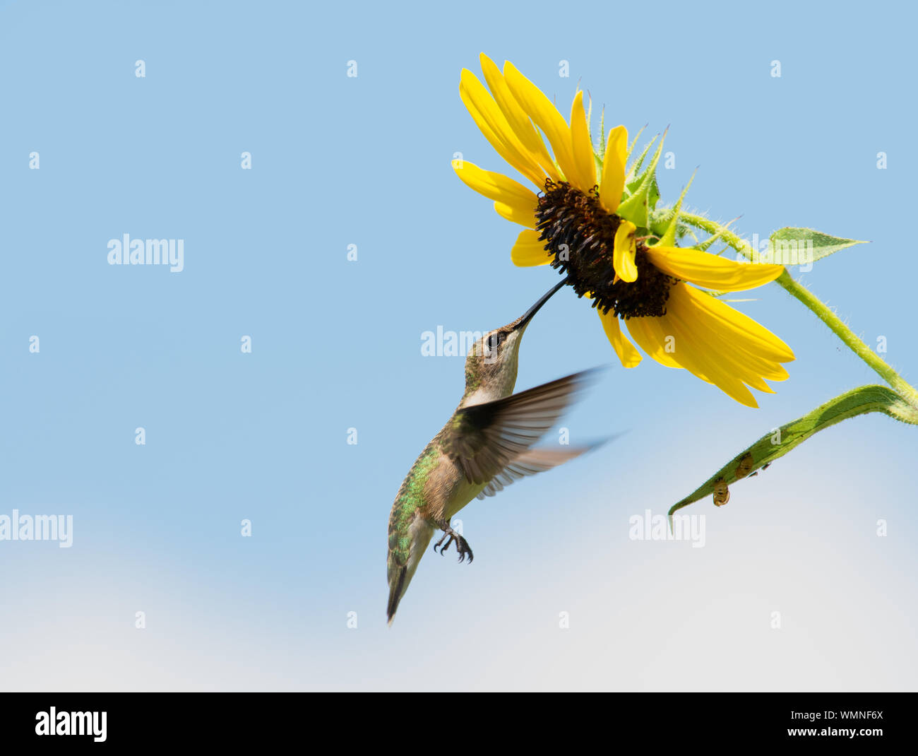 Bella Ruby-throated Hummingbird getting nettare da un girasole selvatico con cielo blu e alcune nuvole sullo sfondo Foto Stock