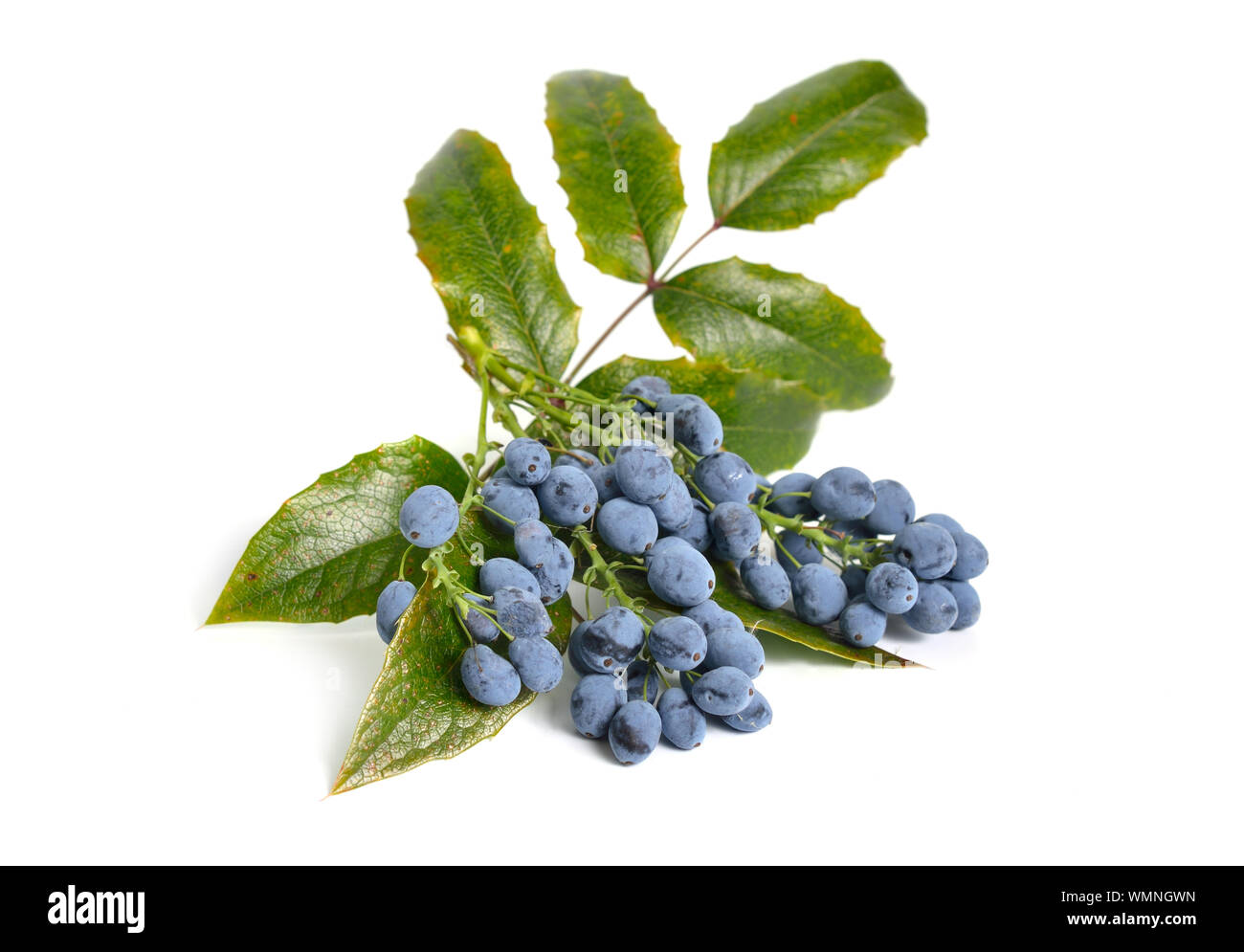 Rametto Mahonia con frutti di bosco isolato su sfondo bianco. Foto Stock