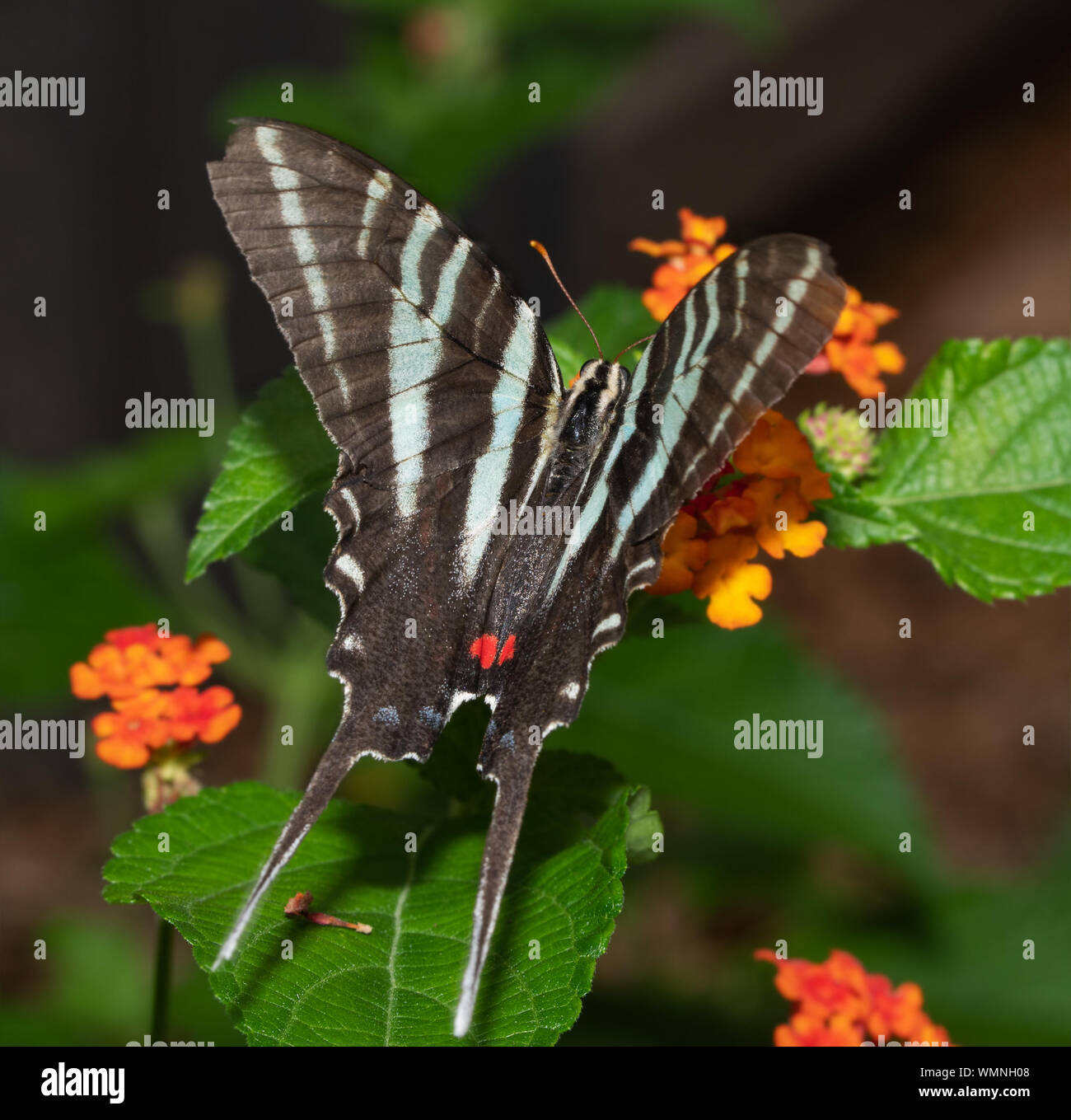 Vista dorsale di una bella Zebra a coda di rondine di alimentazione a farfalla su un fiore di Lantana Foto Stock
