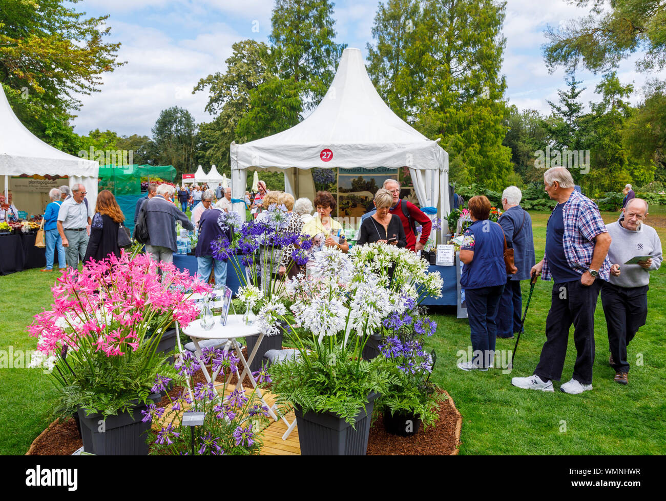 Display di variopinte agapanthus fiori a settembre 2019 Wisley Garden Flower Show al giardino RHS Wisley, Surrey, sud-est Inghilterra Foto Stock