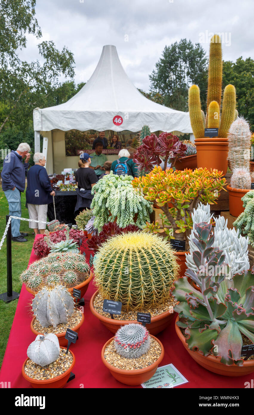 Visualizzazione di cactus e piante succulente in una fase di stallo a settembre 2019 Wisley Garden Flower Show al giardino RHS Wisley, Surrey, sud-est Inghilterra Foto Stock