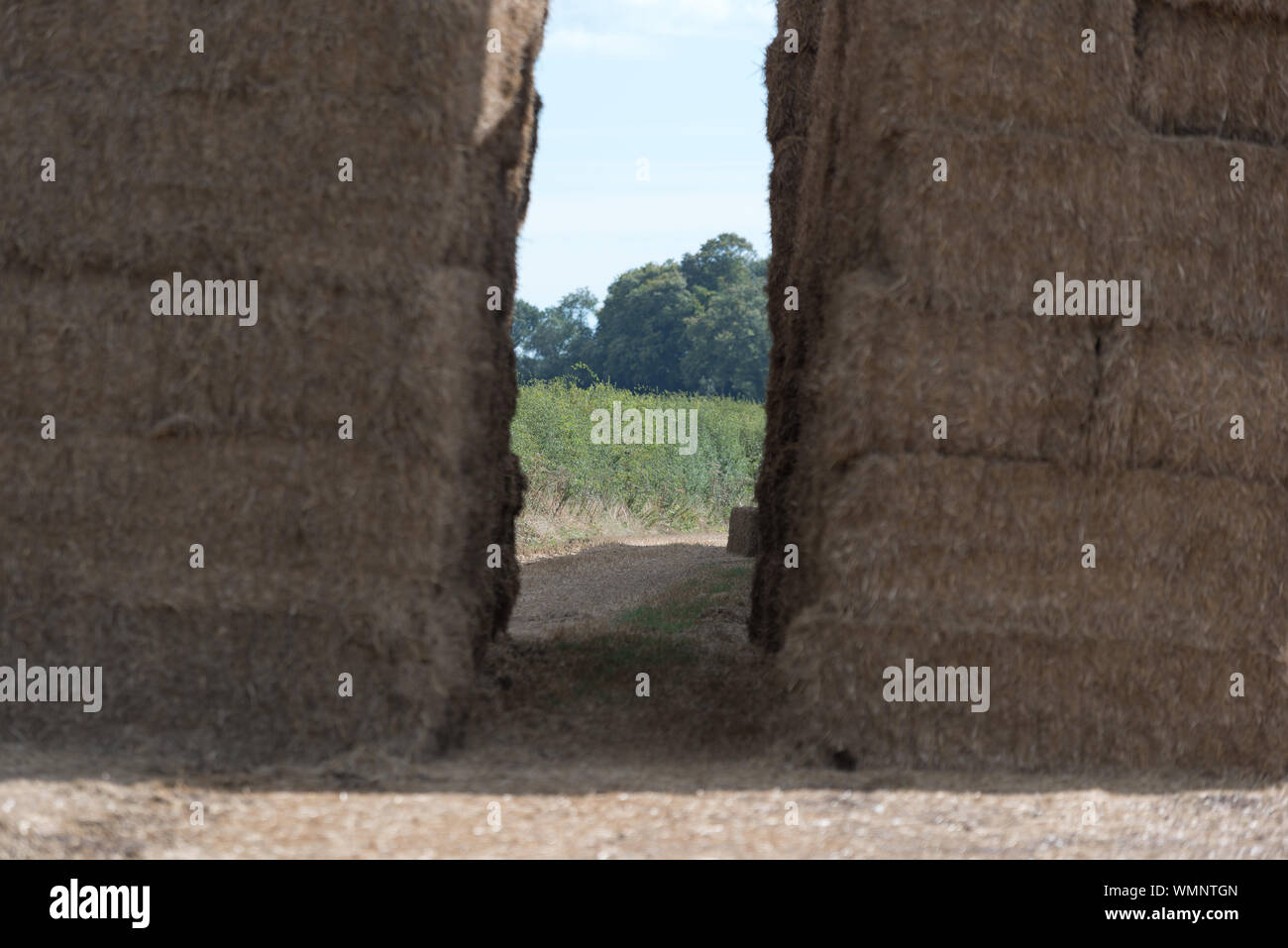 balle di fieno impilate sul campo pronte per essere conservate per l'inverno alimentazione Foto Stock