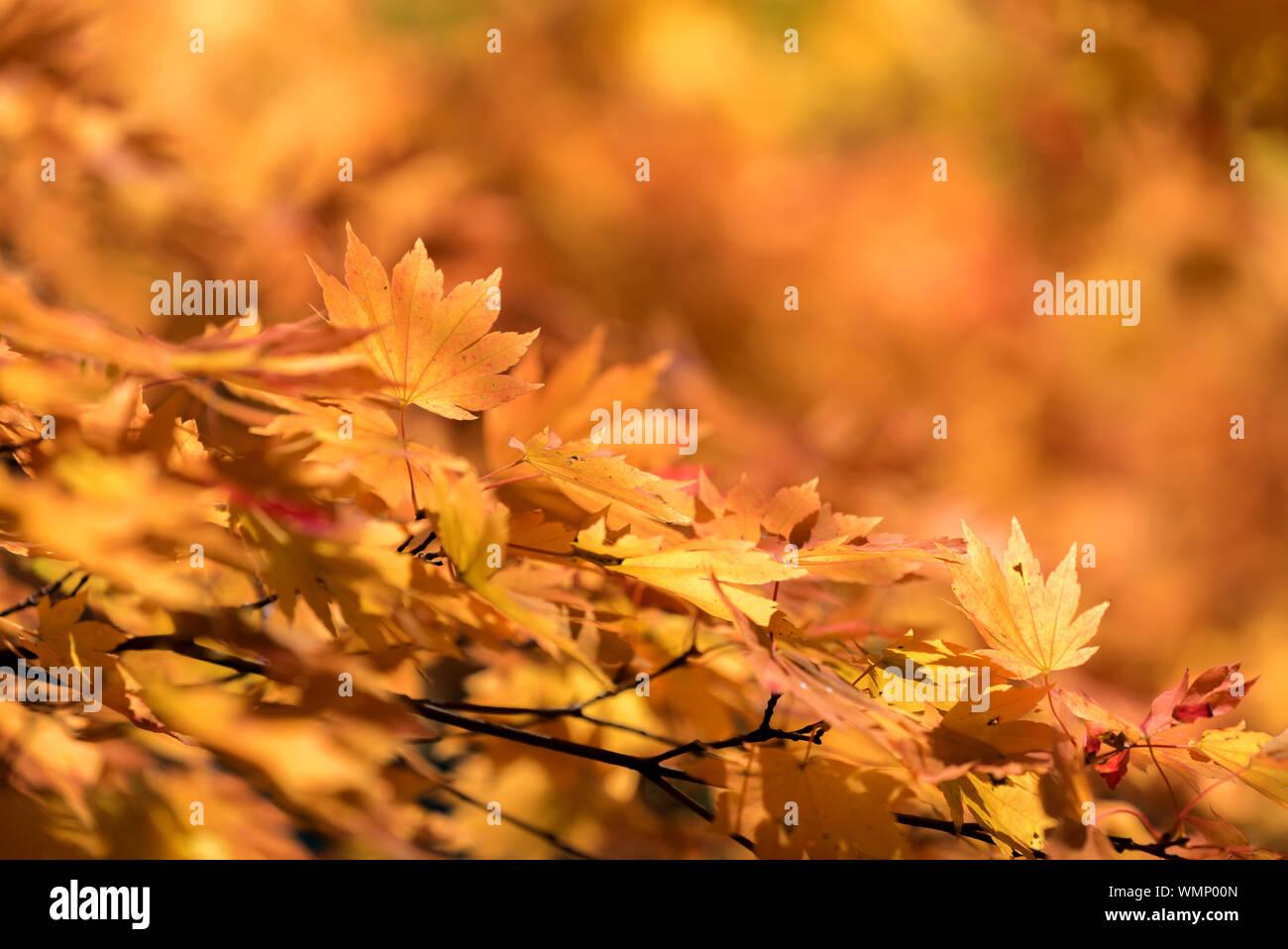 Lasciare rosso di acero di autunno autunno sfondo Foto Stock