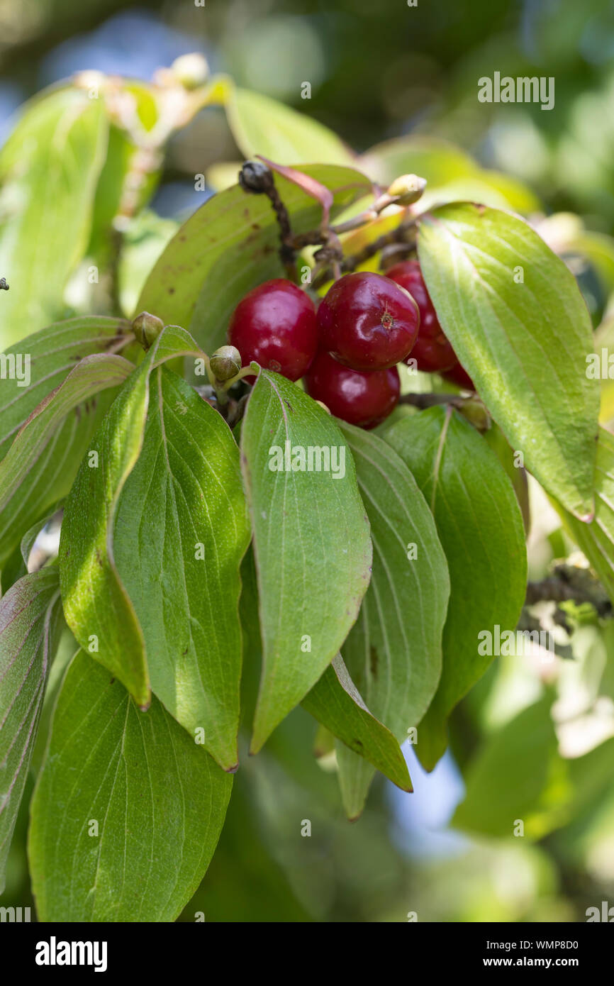 Kornelkirsche, Kornelkirschen, Kornel-Kirsche, Kornellkirsche, Kornellkirschen, Kornel, Kornell, Frucht, Früchte, Cornus mas, Corniolo, Europa Foto Stock