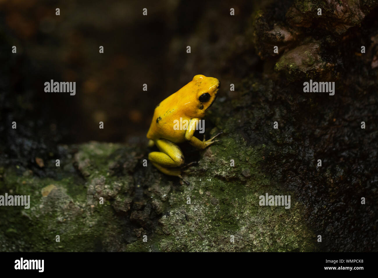 Una rana di veleno d'oro (Phyllobates terribilis), conosciuta anche come la rana dorata, la rana di freccia di veleno d'oro, la rana di freccette dorate, o la rana di freccette di veleno d'oro. Foto Stock
