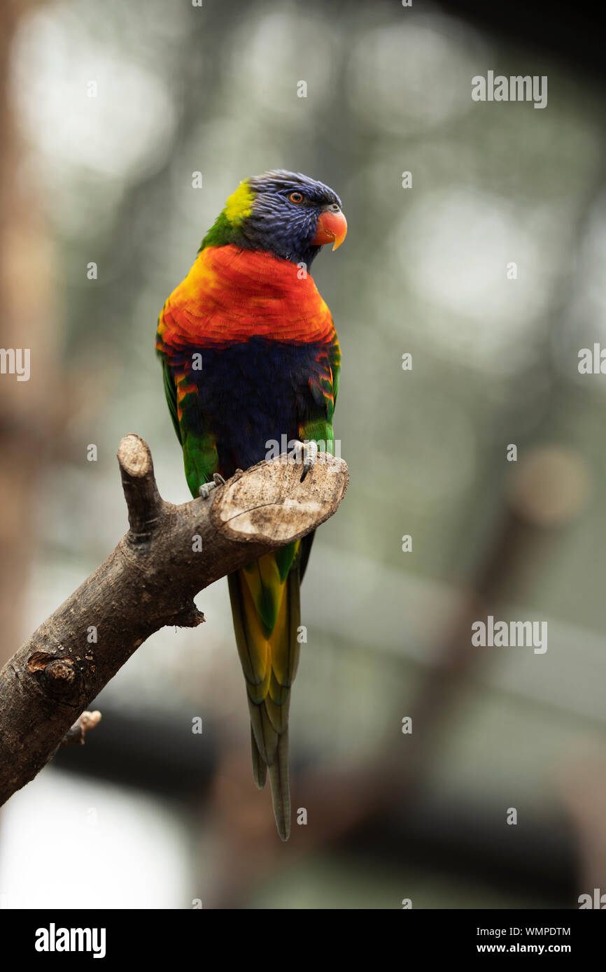 Un lorikeet arcobaleno (Trichoglossus moluccanus), una specie di pappagallo della superfamiglia Psittacoidea, originaria dell'Australia, arroccato su un ramo di albero. Foto Stock