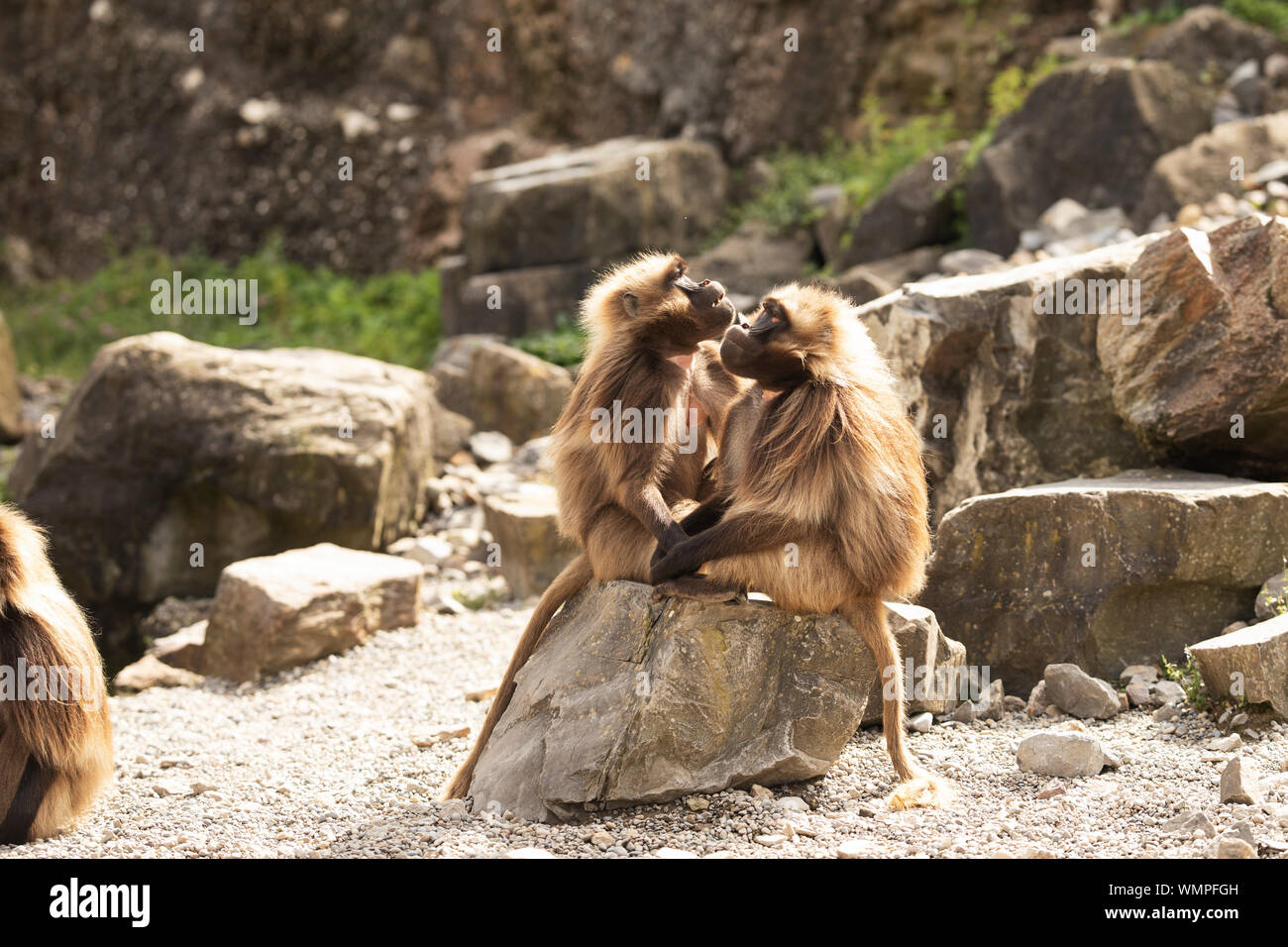 Due geladas che si curano l'un l'altro. La gelada (Theropithecus gelada), o scimmia sanguinante-cuore, è strettamente collegato con i baboons e nativo di Etiopia. Foto Stock