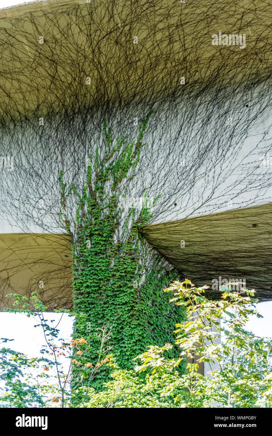 Viti crescono sotto un'autostrada a Seattle, Washington. Foto Stock
