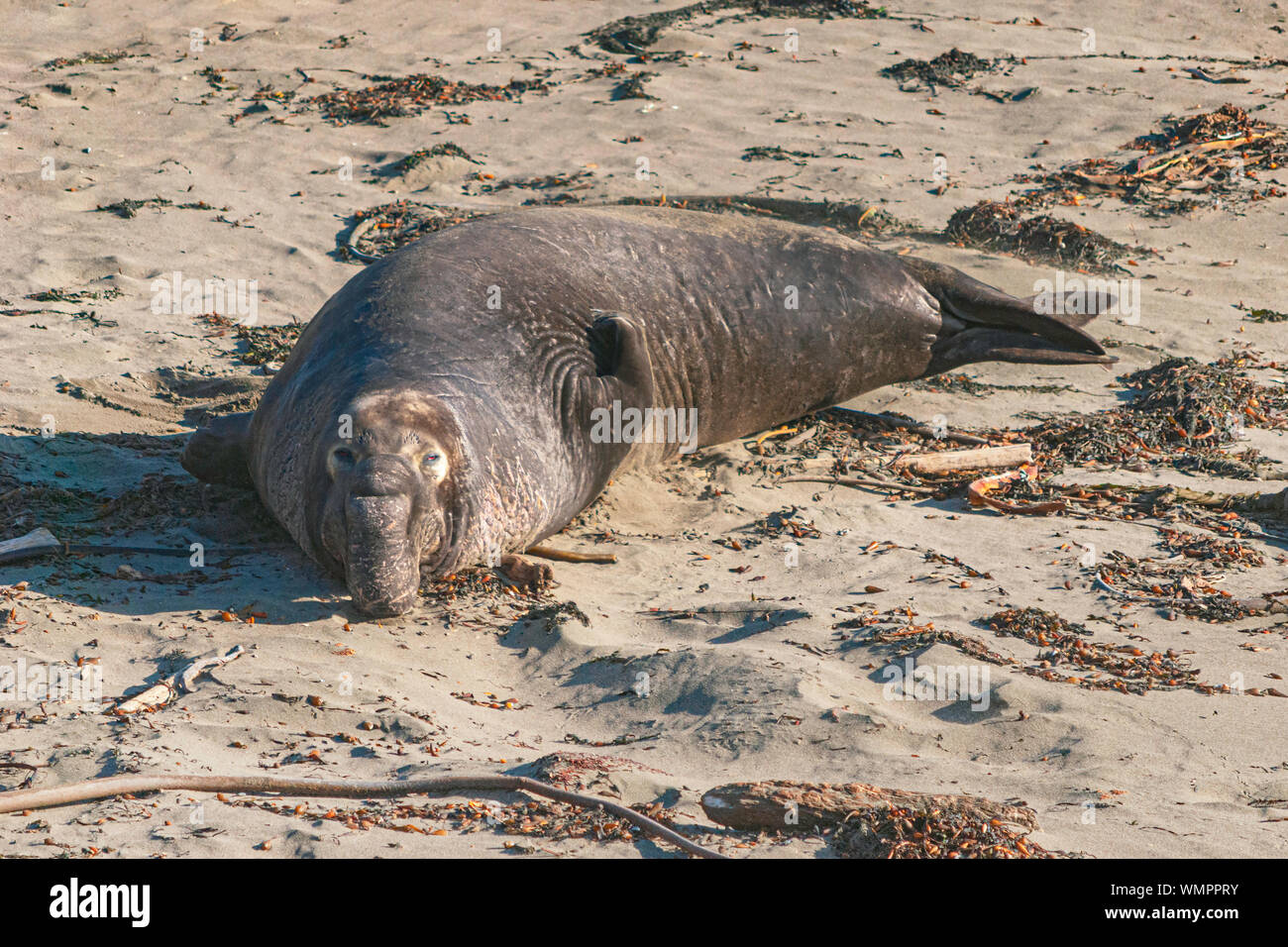 Un tipico maschio guarnizione di elefante capovolgimento di sabbia su se stesso sulla spiaggia vicino San Simeon California circondano da alghe kelp Foto Stock