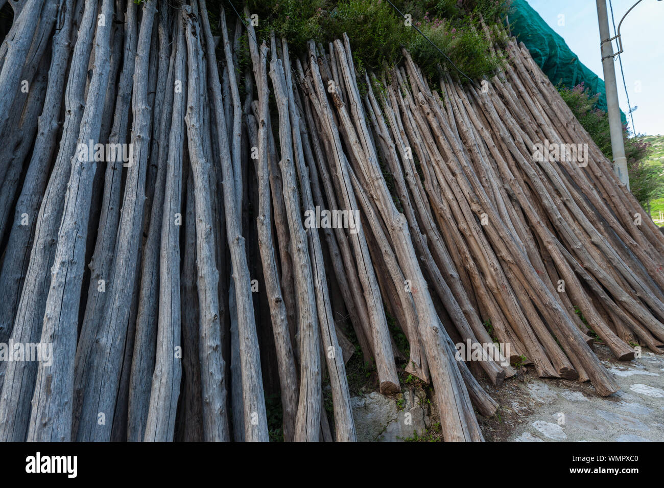 Pali di legno sostiene per Limone Sfusato di coltivazione nella Valle delle Ferriere, al di sopra della Costiera Amalfitana Foto Stock