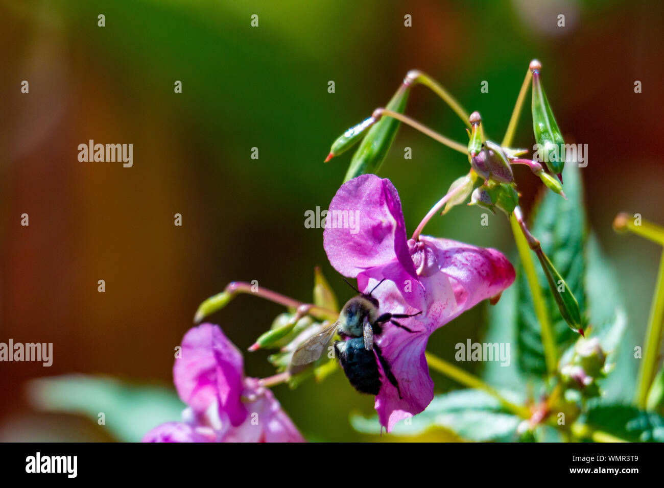 Honey Bee impollinatori un balsamo himalayana. Impatiens glandulifera invasiva impianto riverside Foto Stock