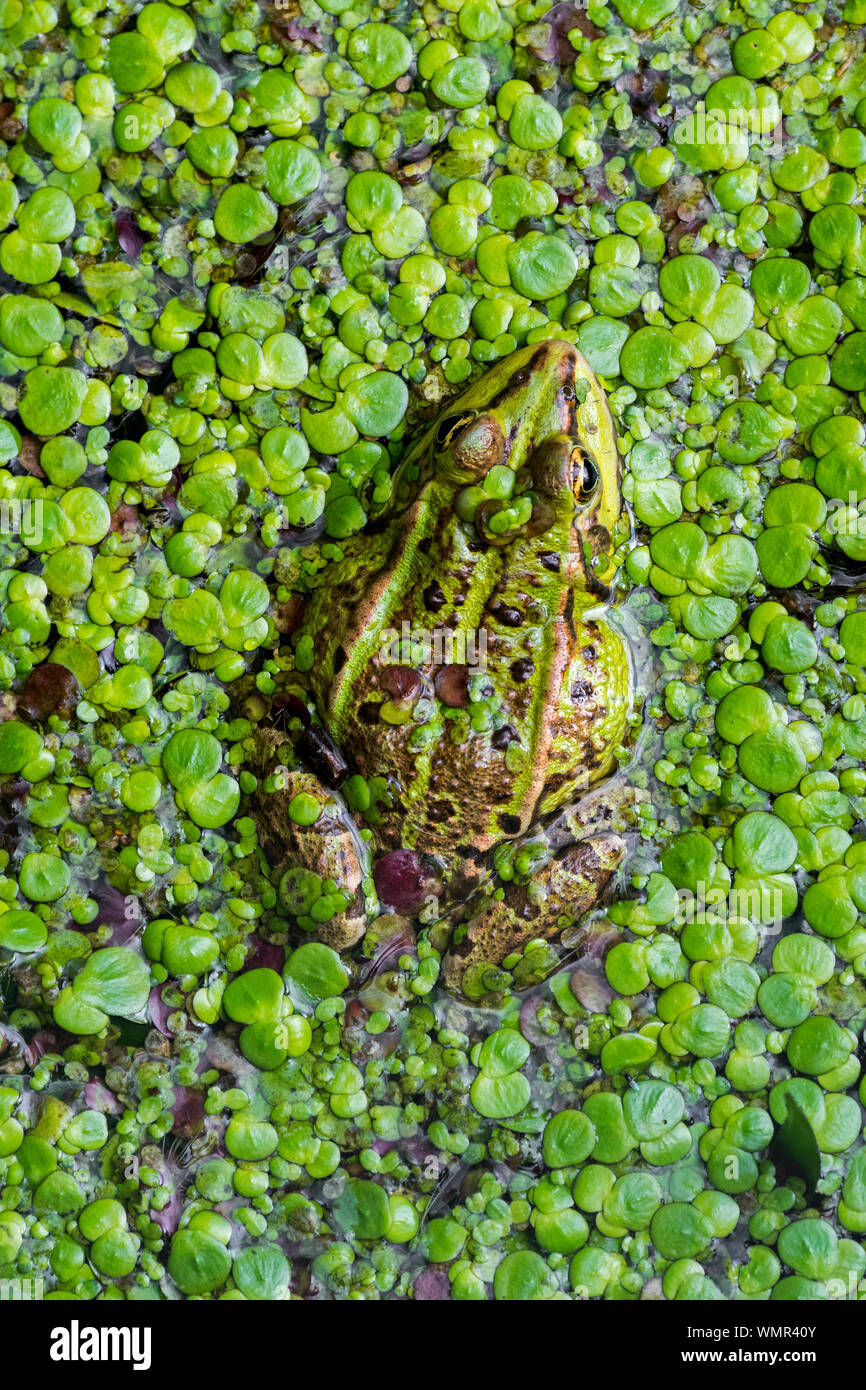 Rana verde / acqua comune / rana rana verde (Pelophylax kl. esculentus / Rana esculenta) in stagno coperto di lenticchie d'acqua Foto Stock