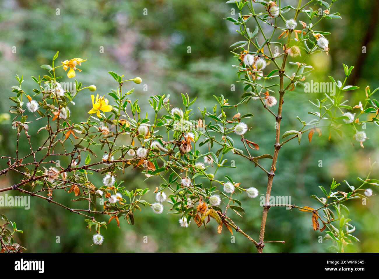 Il creosoto bush greasewood / / chaparral (Larrea Purshia) close-up di foglie e frutti / bianco capsule di semi, nativo di deserti nordamericani Foto Stock