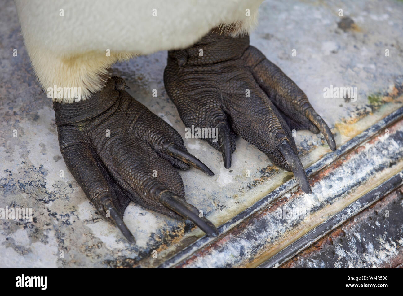 Pinguino reale piedi close up Foto Stock