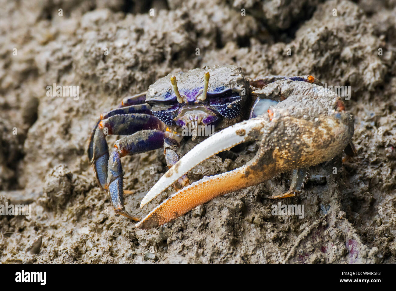 West African fiddler crab (Uca tangeri / Gelasimus cimatodus / Gelasimus tangeri) maschio con enorme artiglio su terreni fangosi beach, nativo di costa dell'Africa occidentale Foto Stock