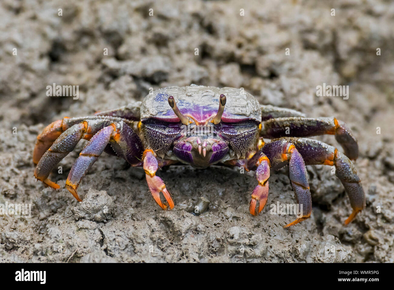 West African fiddler crab (Uca tangeri / Gelasimus cimatodus / Gelasimus tangeri) femmina su terreni fangosi beach a bassa marea, nativo di costa dell'Africa occidentale Foto Stock