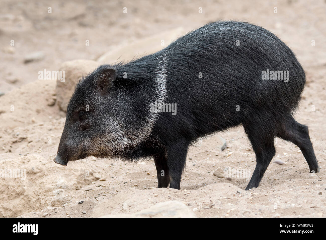 Acciuffato pecari / javelina (Pecari tajacu / Sus tajacu) nativi a Nord, Centro e Sud America Foto Stock