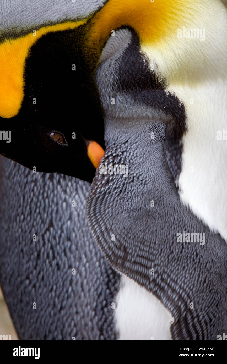 Tipo pinguino mantenendo calda close up Foto Stock