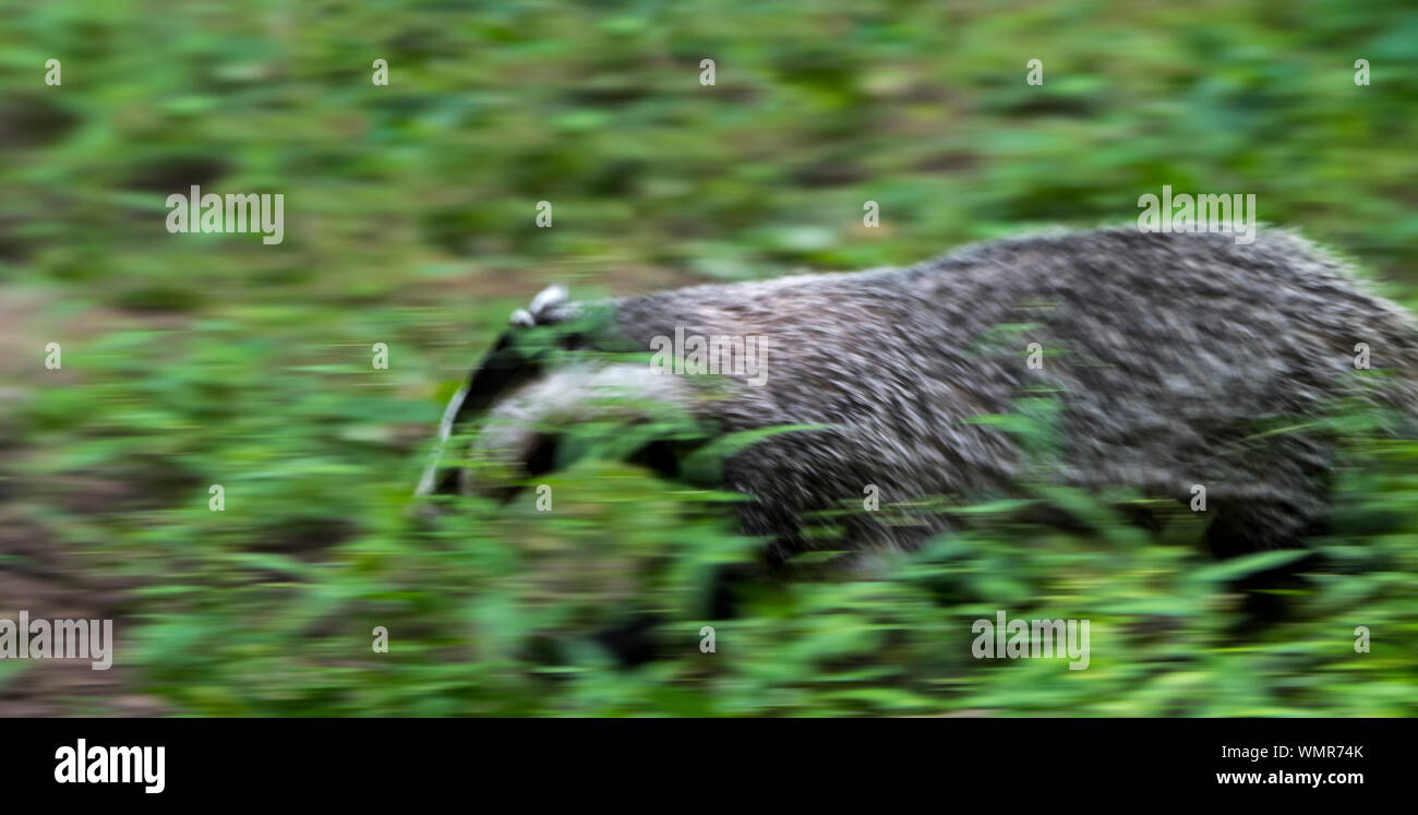 Movimento europeo sfocate (Badger Meles meles) in esecuzione attraverso prati / prato / sottobosco / canneto / arbusti / sottobosco Foto Stock