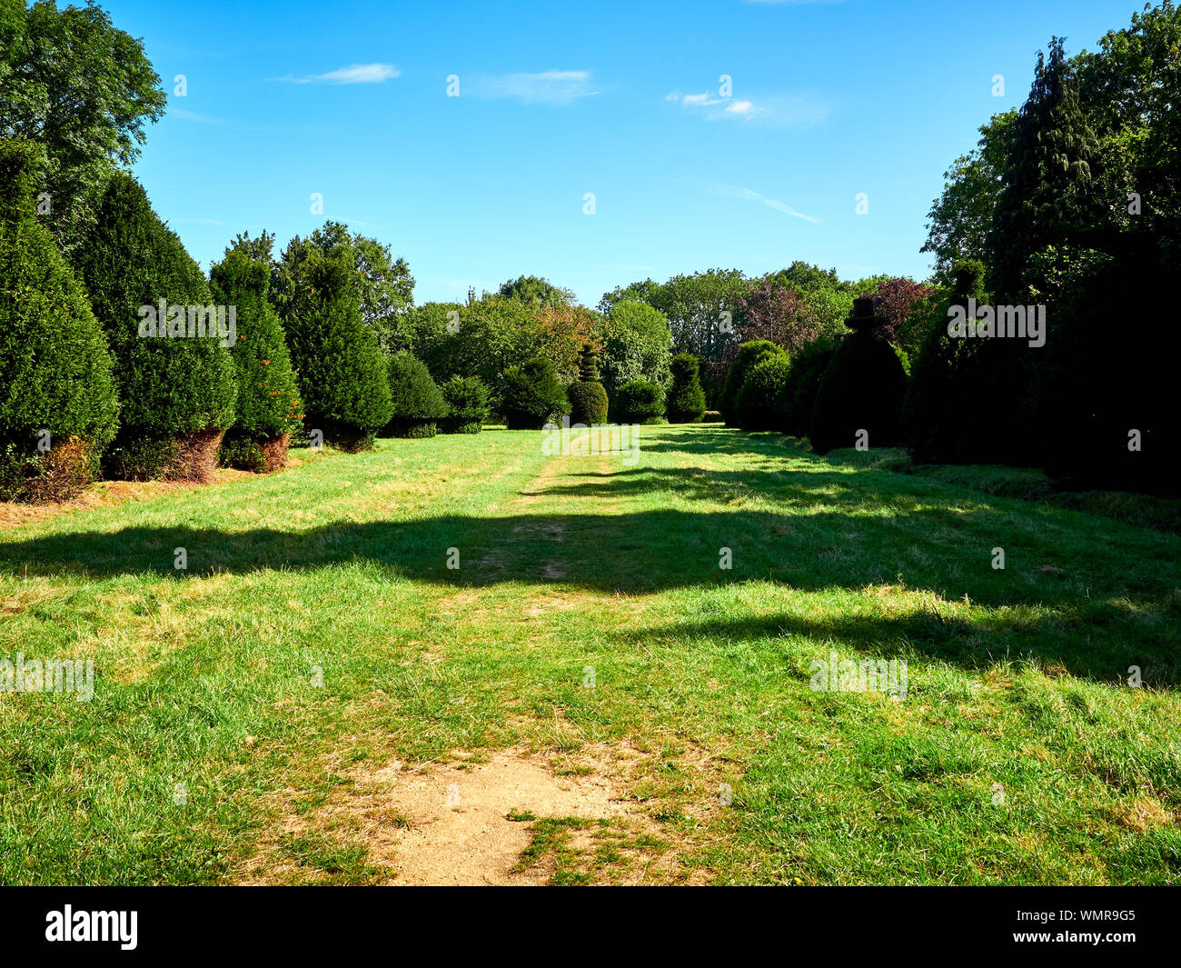 Yew Tree Avenue vicino Clipsham a Rutland, i piani sono appiedato per ripristinare questo viale di topiaria da alberi di tasso al loro antico splendore grazie a CYTAT Foto Stock