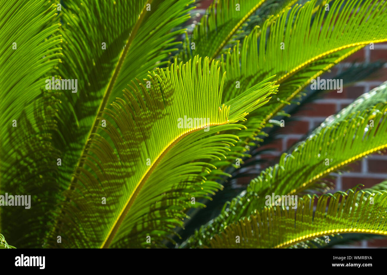 Il sago Palm Tree crescono in North Central Florida. Foto Stock