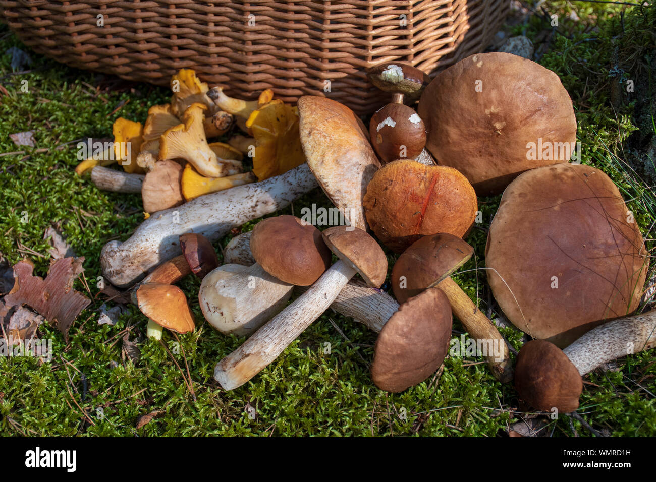 Diversi funghi nei pressi di un cesto di vimini sul moss in una foresta, chanterelle, Boletus edulis, penny bun, porcini, porcino o porcini, raccolta funghi Foto Stock