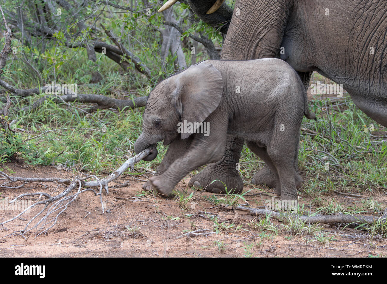 Elefante africano madre e polpaccio (Loxodonta africiana) nella bussola della riserva Timbavati, Sud Africa Foto Stock