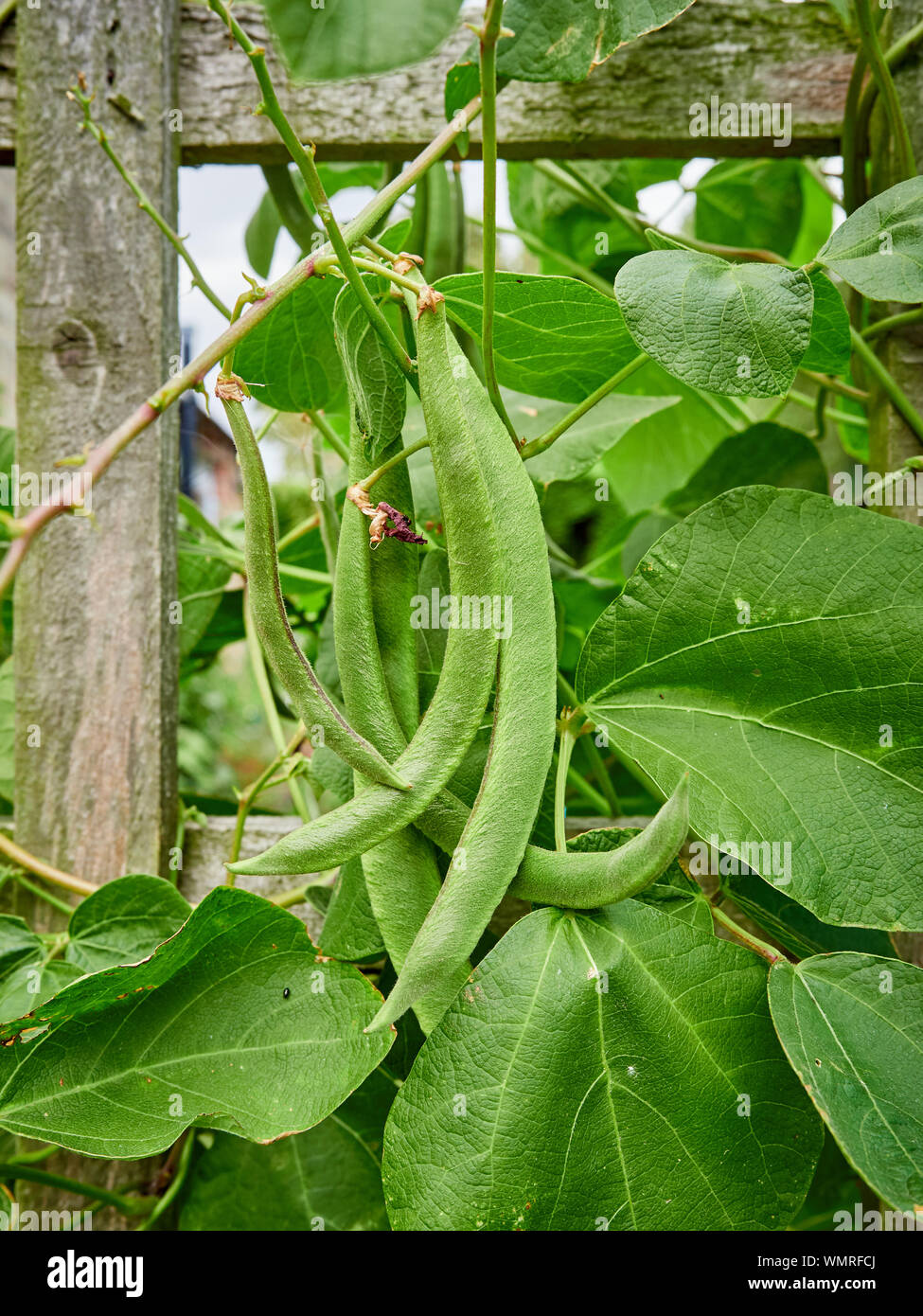 I baccelli, Phaseolus coccineus, crescendo fino a graticcio in un paese giardino riparto Foto Stock