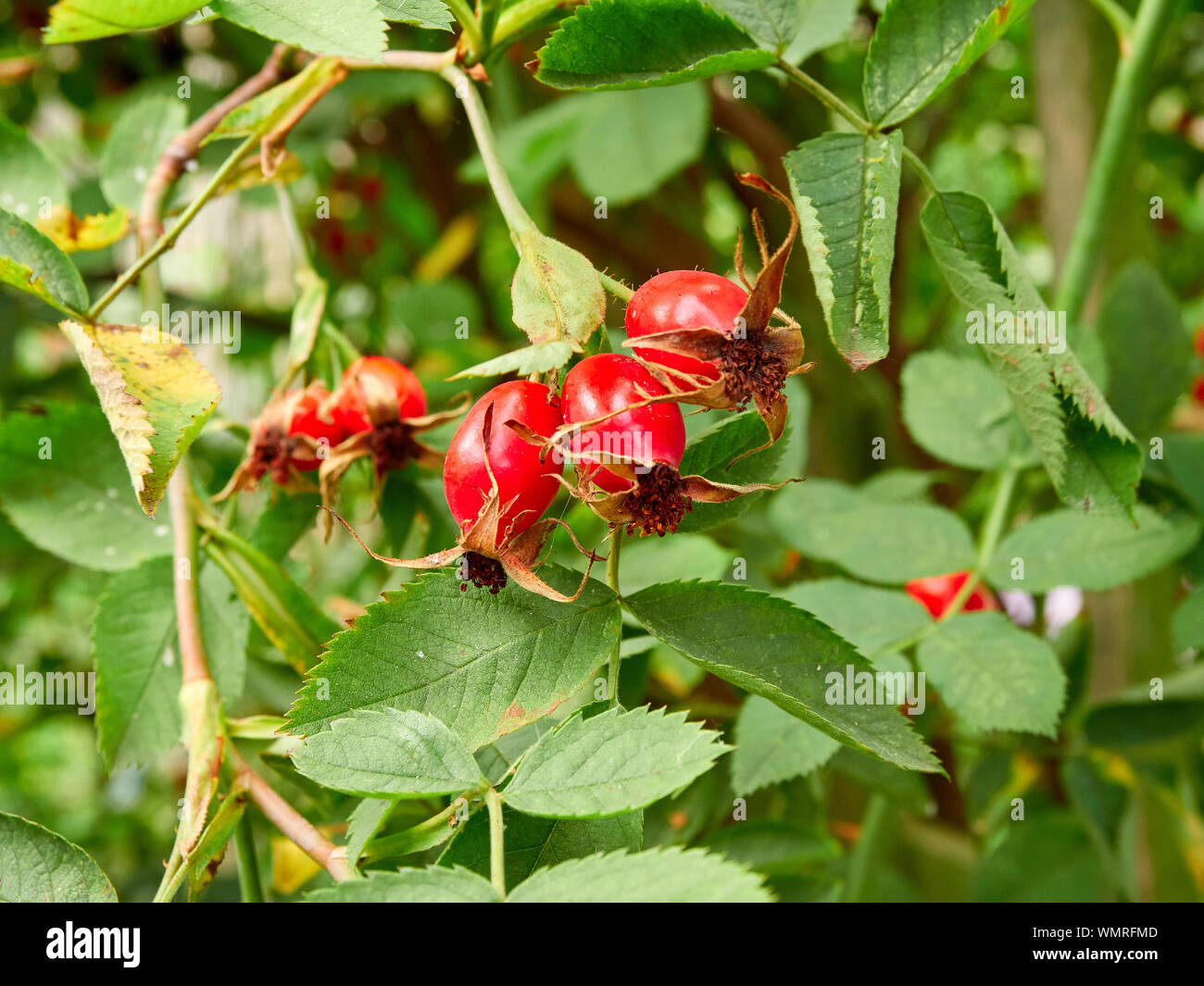 Rosso di rosa canina che cresce su una rosa in un giardino cottage, il seme dei frutti di rosa Foto Stock