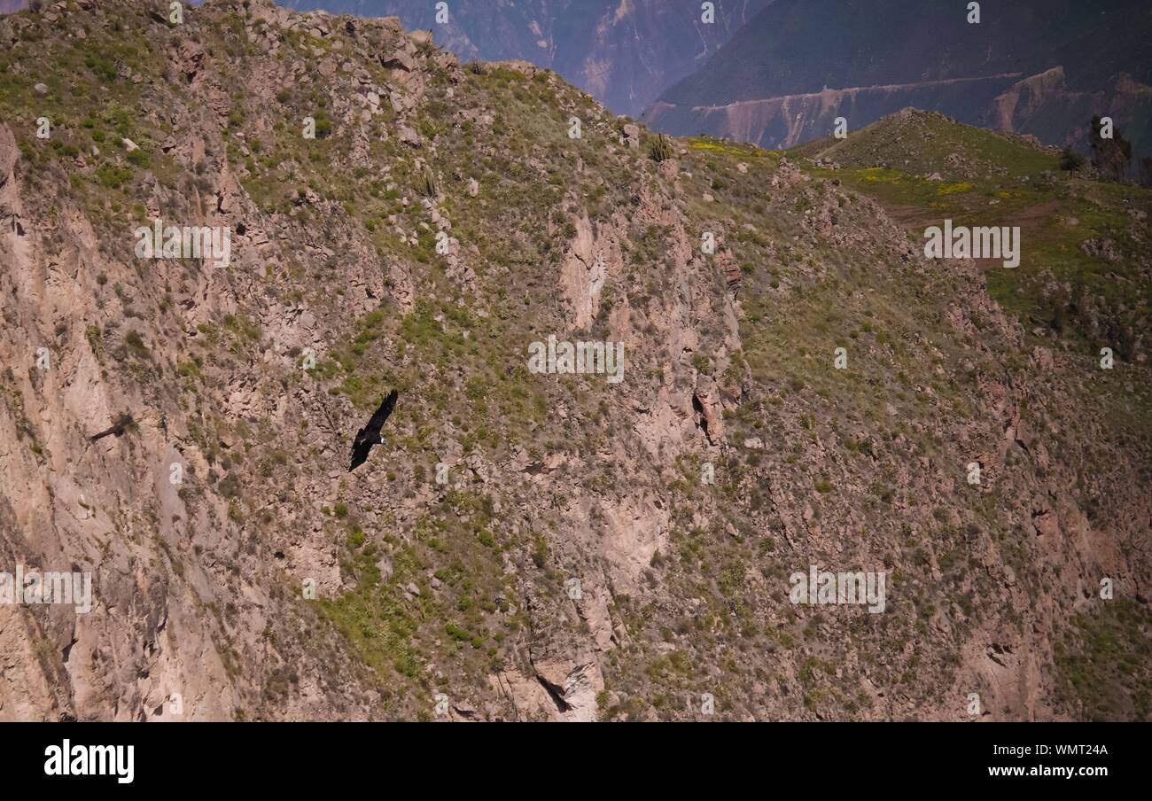 Condor sopra il Canyon del Colca a Condor Cross o Cruz del Condor viewpoint in Chivay, Perù Foto Stock