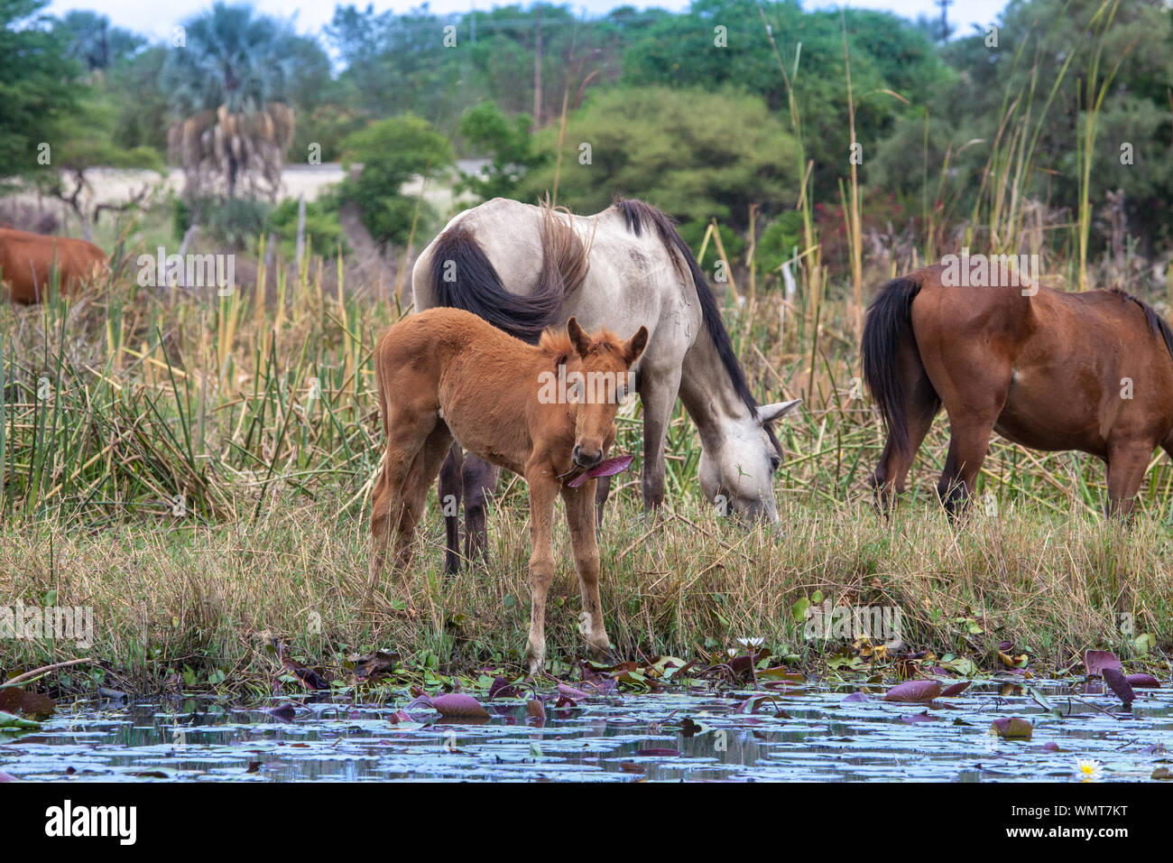 Pochi cavalli in acqua di Okavango Delta, Kasane Botswana Foto Stock