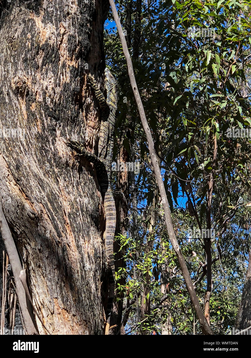 Un grande Goanna sale su un albero nell'outback australiano Foto Stock