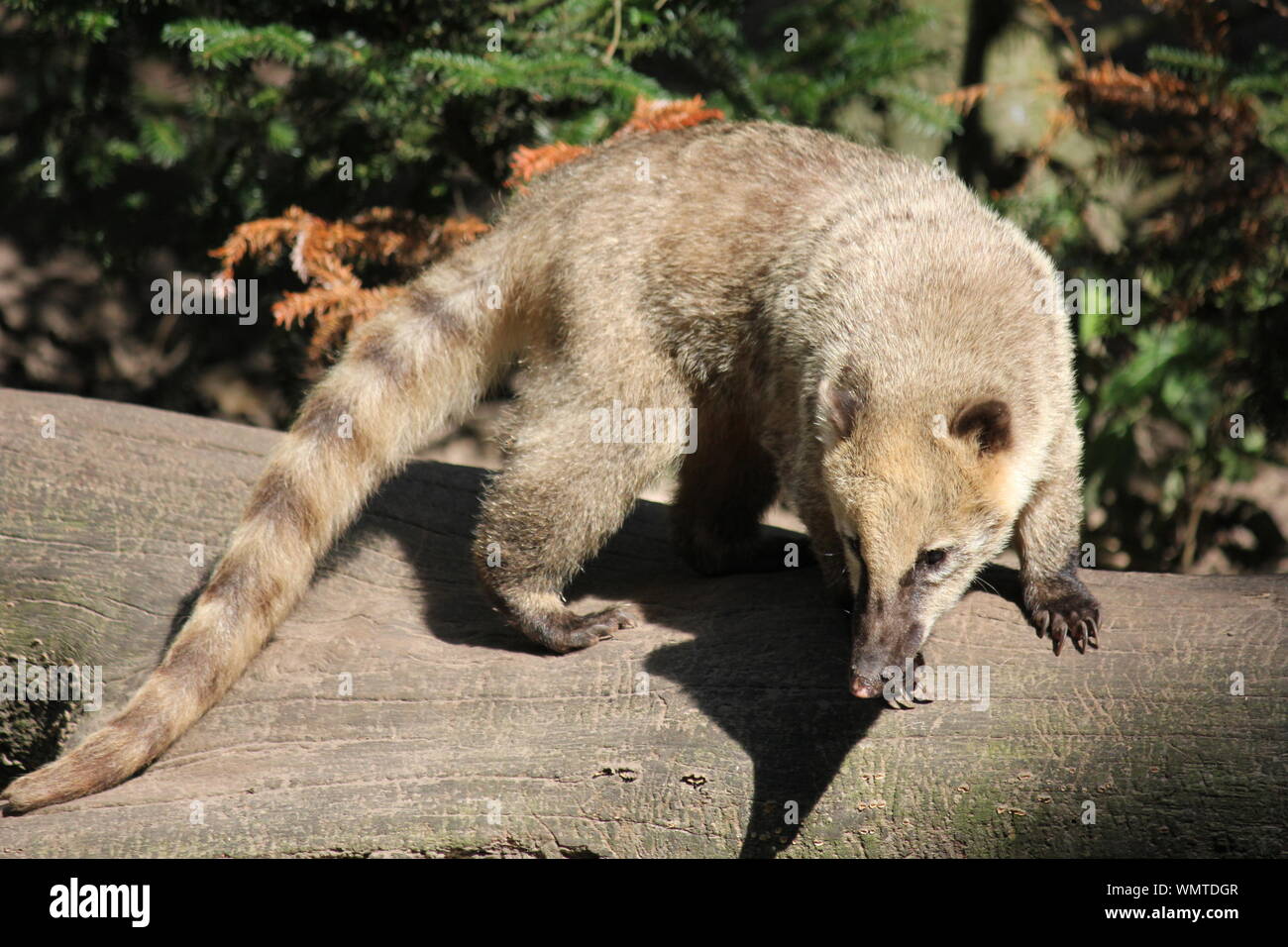 Sud Americana coati in Overloon zoo Foto Stock
